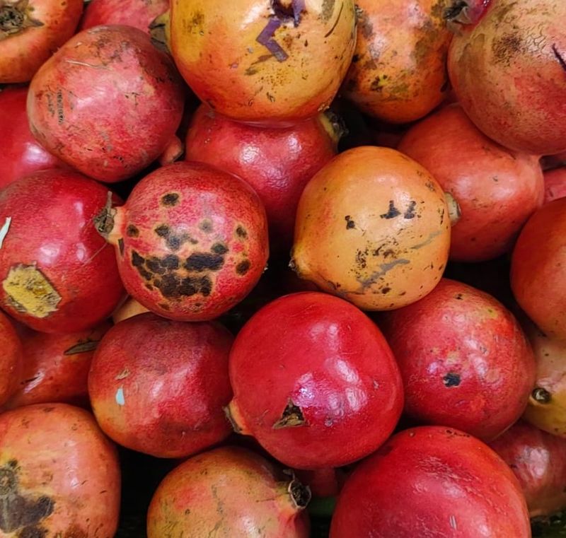 Anaar Pomegranate Low Grade