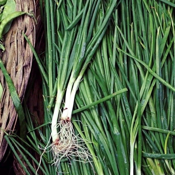 Spring Garlic Greens