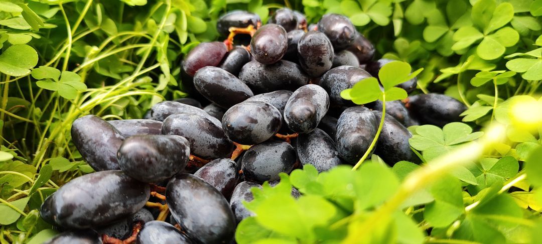 Grapes Black Sarita