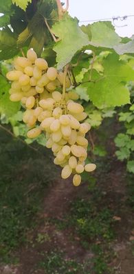 Organic Grapes Online Home Delivery Sanesa Yourganic