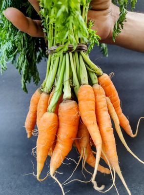 Carrot Baby with Leaves
