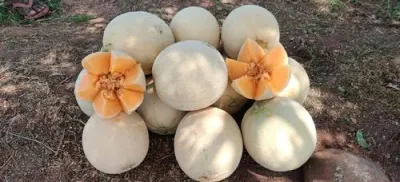 Muskmelon Kharbuja