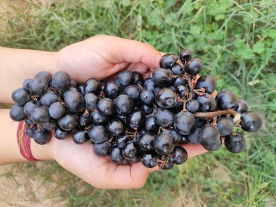 Organic Black Grapes Online Home Delivery Sanesa Yourganic
