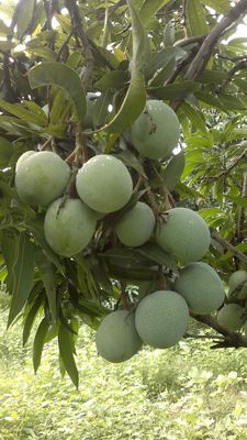 Mango Raw