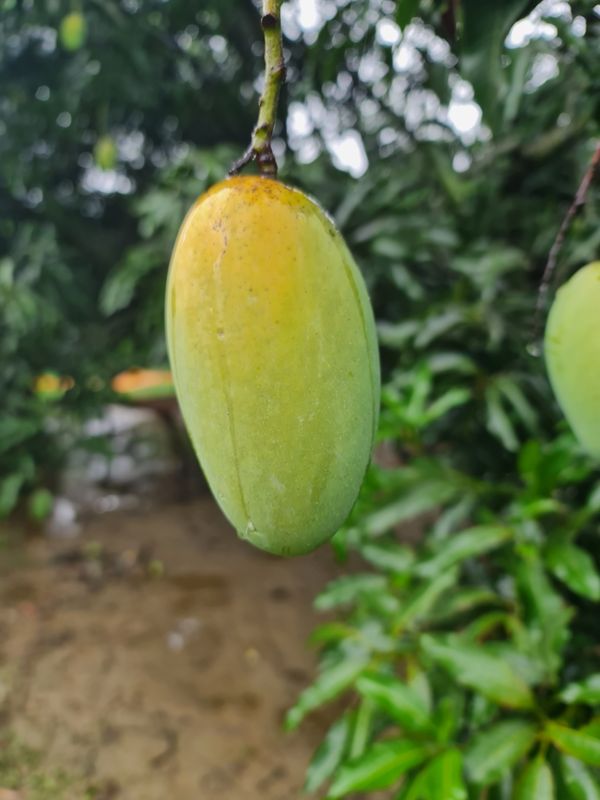 Mango Dasheri