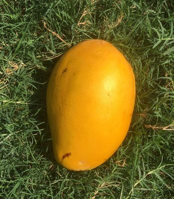 Mango Imam Pasand Himayat