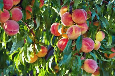 Peach Elberta ~700g