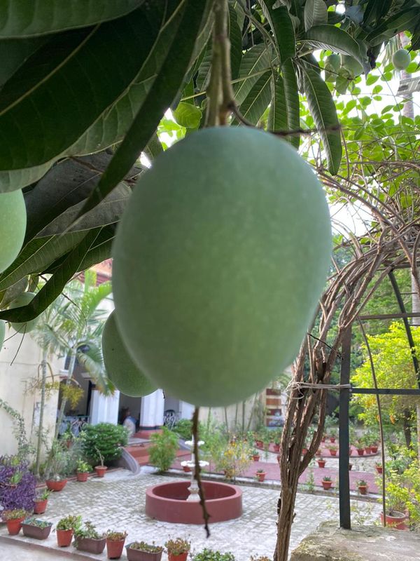 Mango Langra