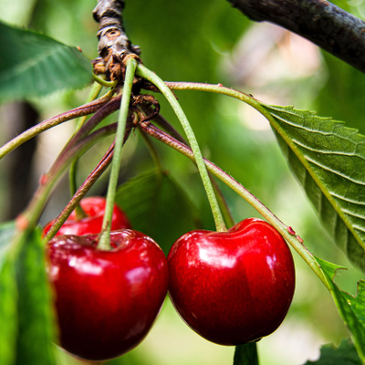 Organic Fruits