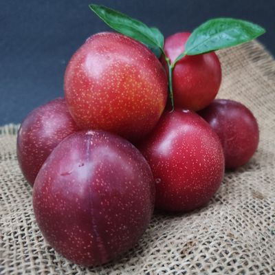 Plum Santa Rosa ~ 700g