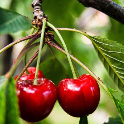 Organic Fruits