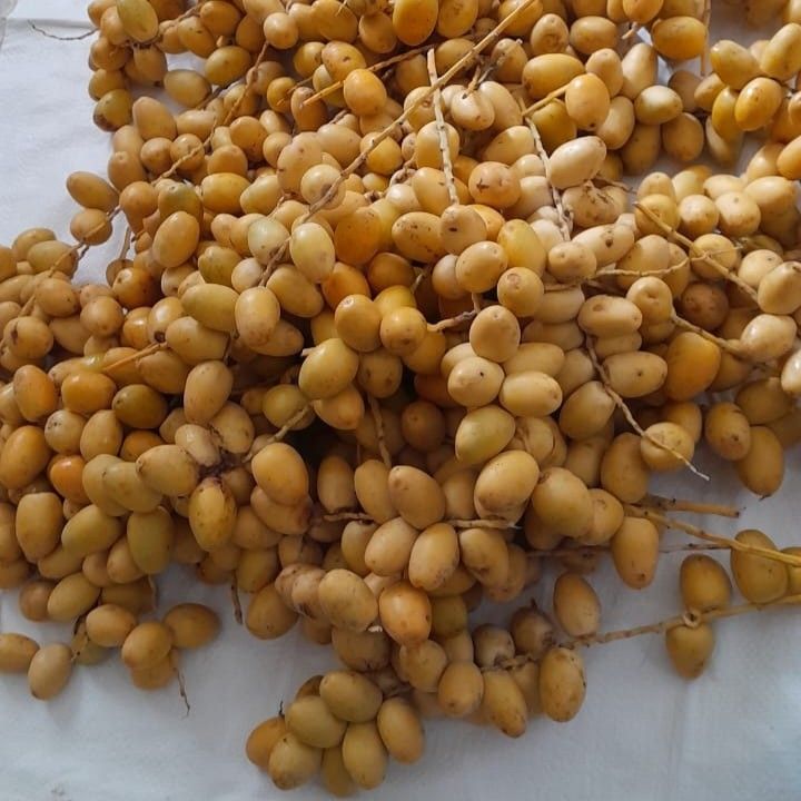 Dates Fresh
