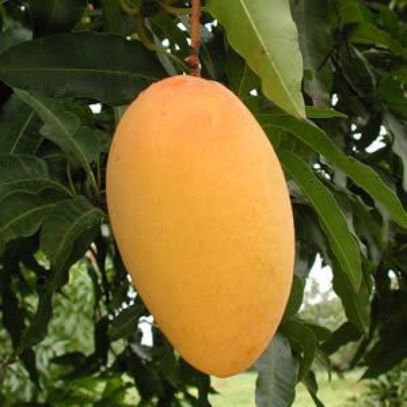 Amrapali Super Premium