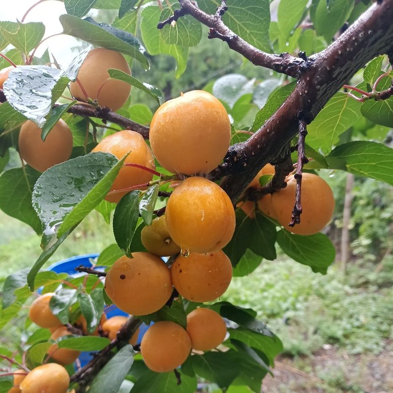 Apricot Halman Ladakh