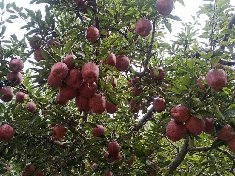 Apple Royal Delicious