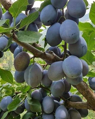 Prune Moyer Plum ~700g