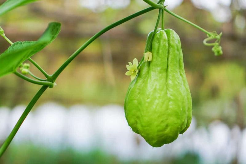 Chayote Squash Lonku