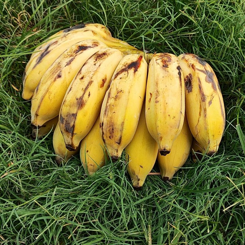 Banana Desi
