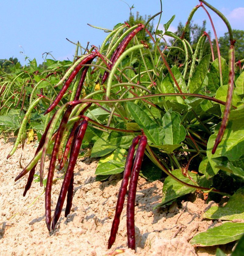 Fresh Organic Beans Online Home Delivery Sanesa Yourganic