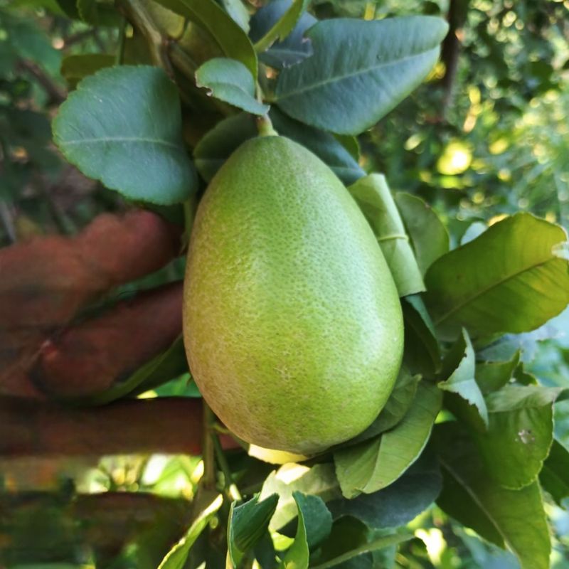 Lemon Gondhoraj