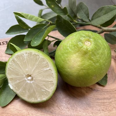 Lemon Large Seedless Lemon Large Seedless
