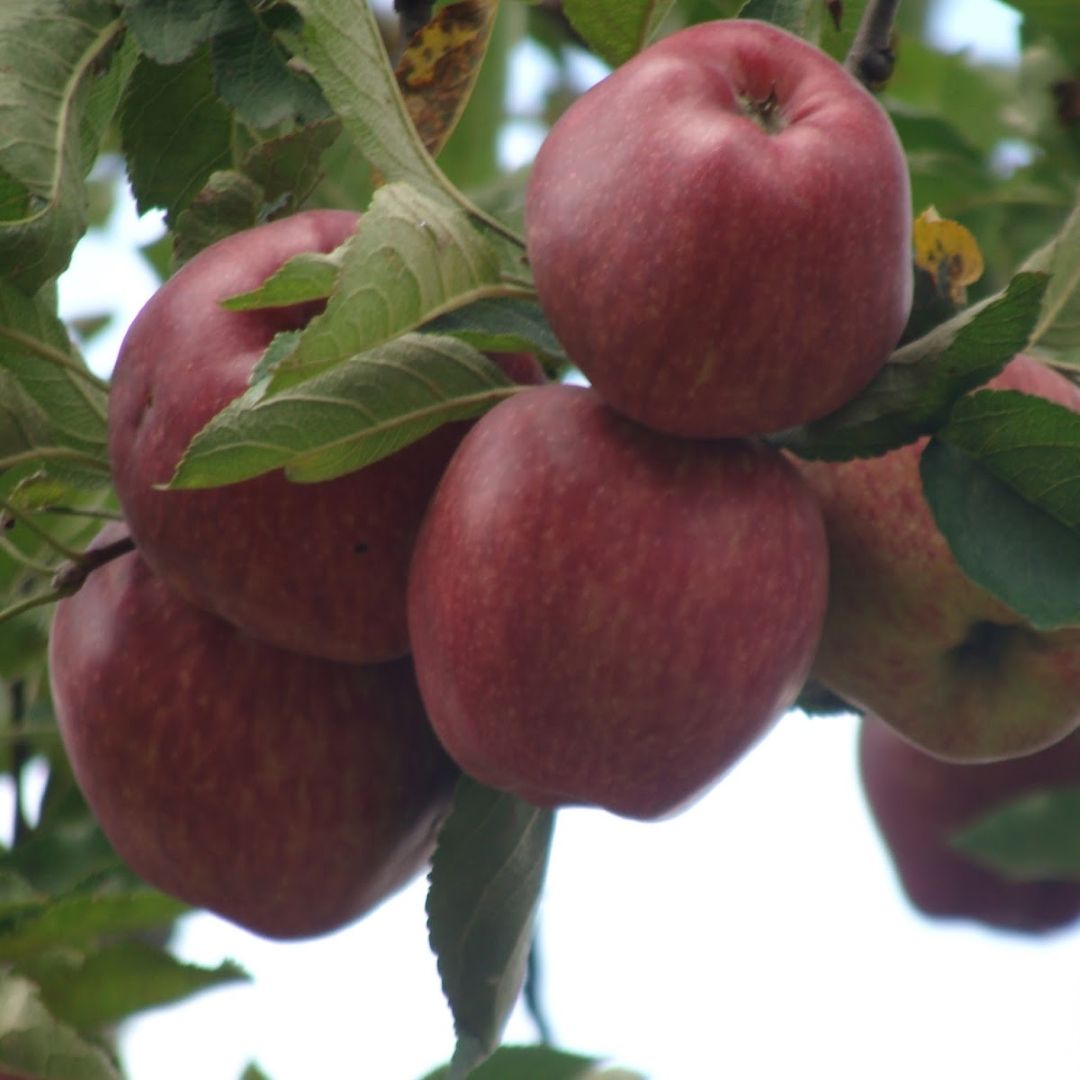 Apple Royal Ladakh