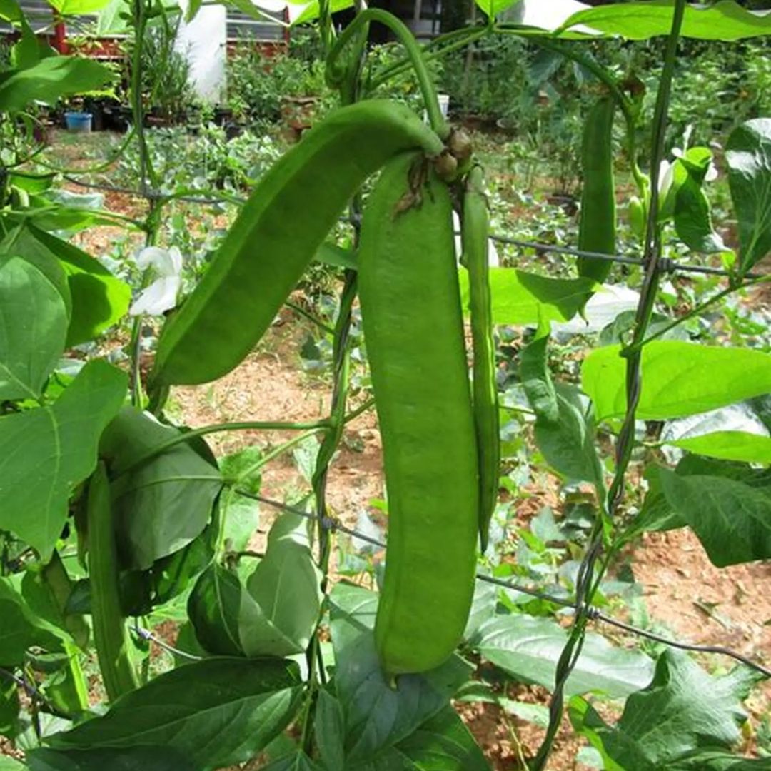 Fresh Organic Beans Semphali Online Home Delivery Sanesa Yourganic