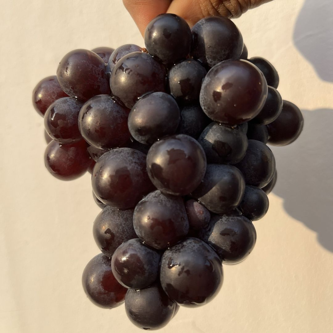 Grapes Black Muscat Seeded