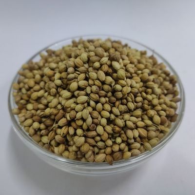 Seeds Dhania