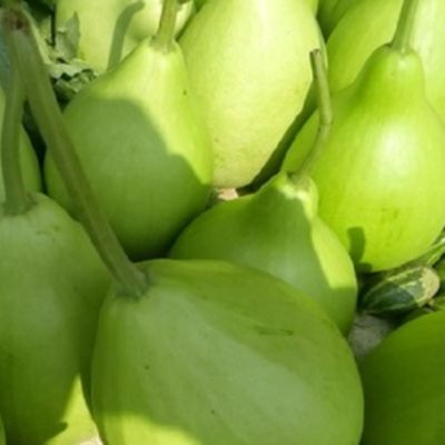 Ghia Round Bottle Gourd