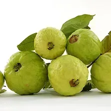 Guava White