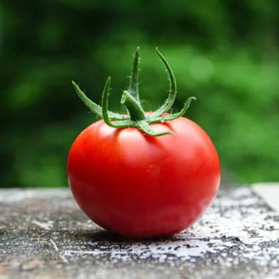 Tomato Round