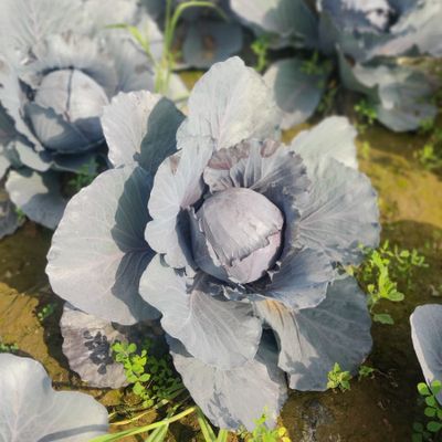 Cabbage Purple