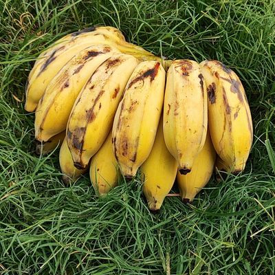 Natural Ripening explained