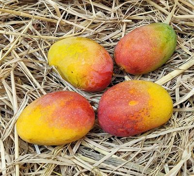 Natural Ripening Process of Fruits - Do it yourself at home