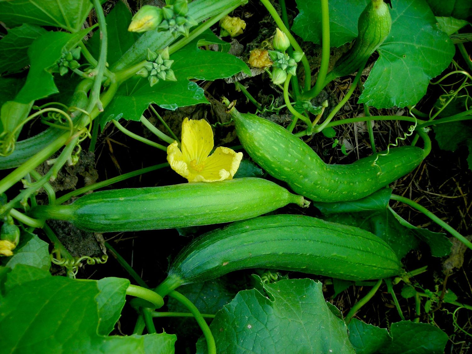Fresh Organic Tori Sponge Gourd Online Home Delivery Sanesa Yourganic