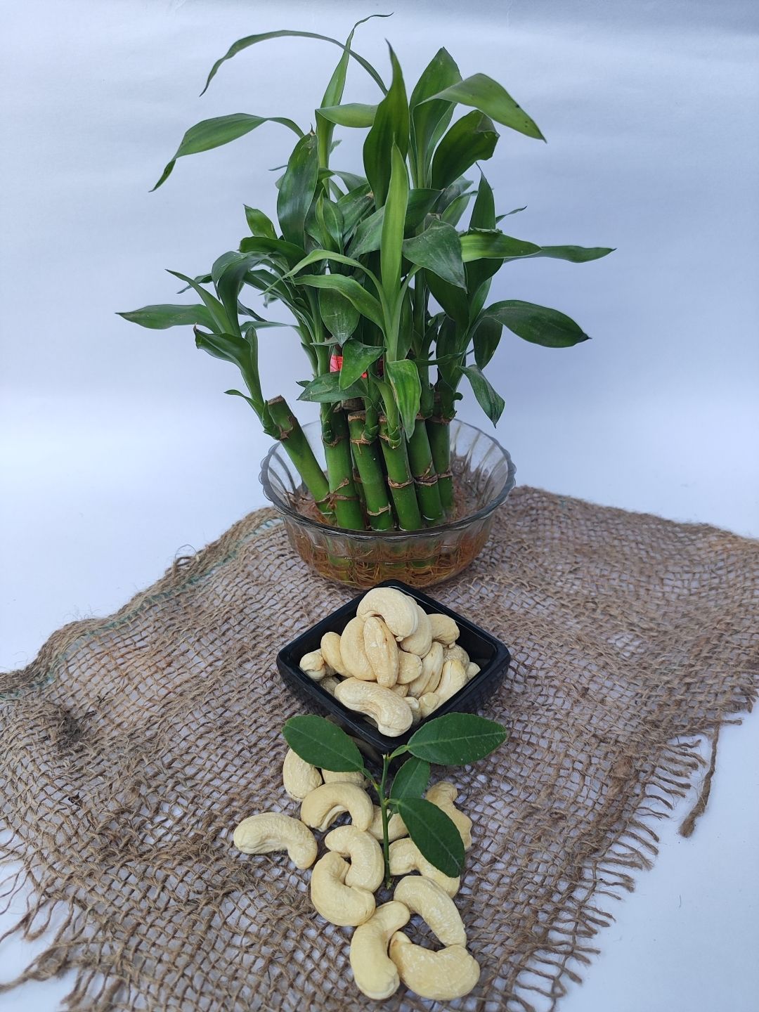 Cashew Medium W320