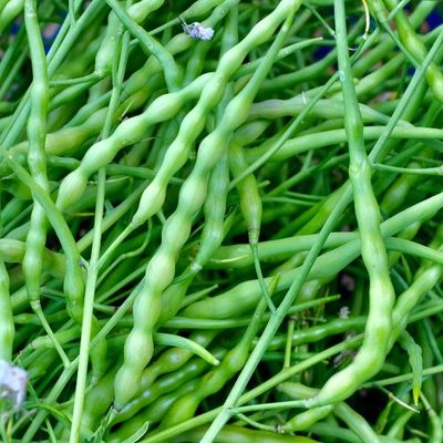 Fresh Organic Mooli Online Home Delivery Sanesa Yourganic