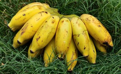Organic Banana Elaichi Naturally ripened