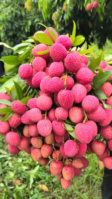 Lychee