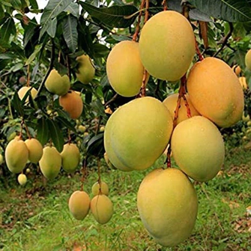 Mango Safeda (Banganapalli)
