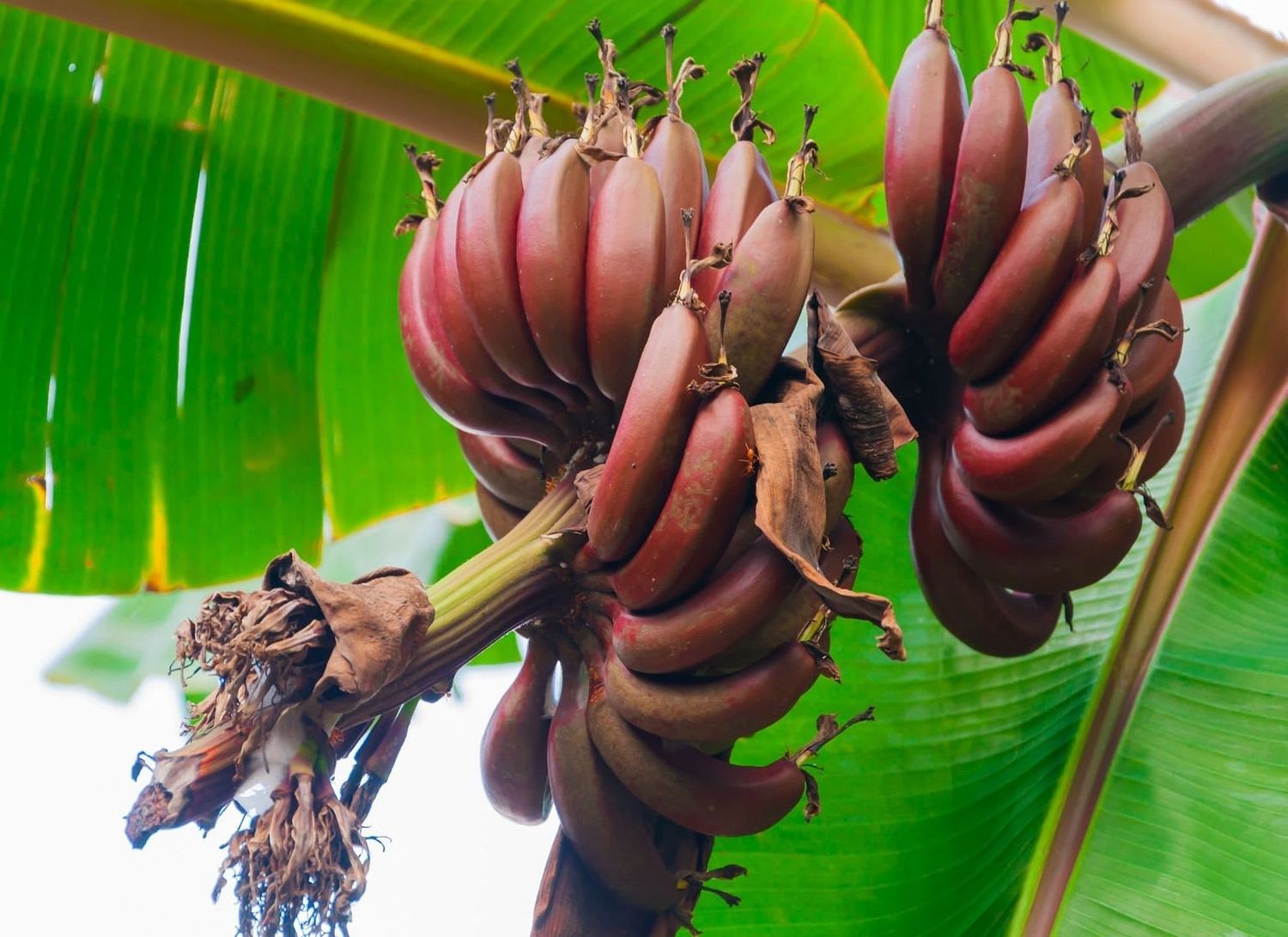 Organic Banana Red Online Home Delivery Sanesa Yourganic