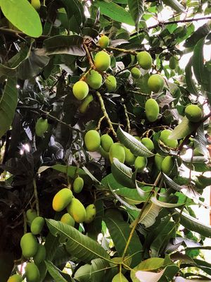 Fresh Organic Raw Mango Online Home Delivery Sanesa Yourganic