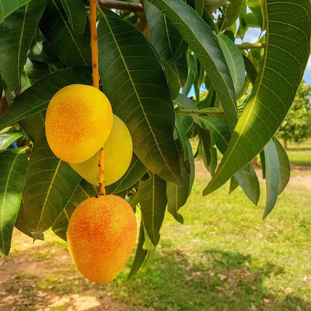 Ratnagiri Alphonso Mango