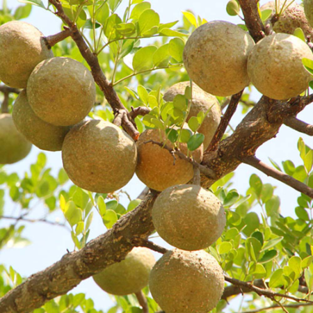 Bel Wood Apple