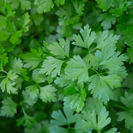 Fresh Organic Coriander Dhania Green Online Home Delivery Sanesa Yourganic