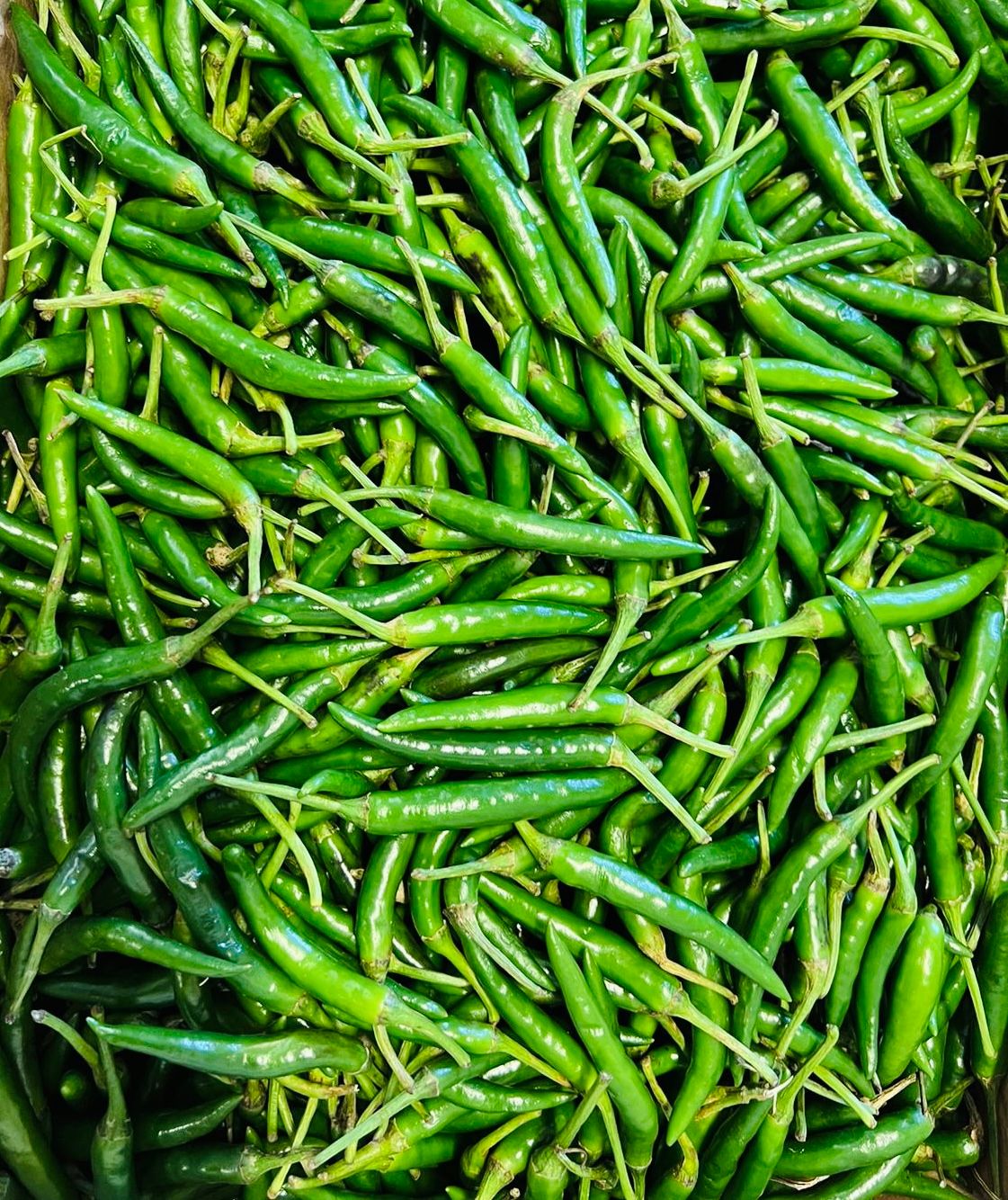 Fresh Organic Chilly Green Online Home Delivery Sanesa Yourganic