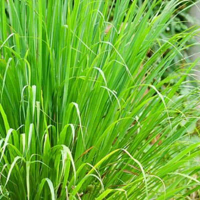 Fresh Organic Lemongrass Online Home Delivery Sanesa Yourganic