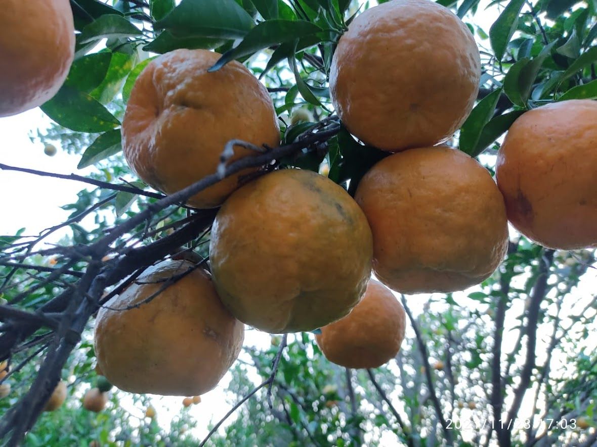 Fresh Organic Nagpur Oranges Online Home Delivery Sanesa Yourganic