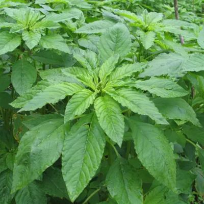 Fresh Organic Chaulai Greens Online Home Delivery Sanesa Yourganic